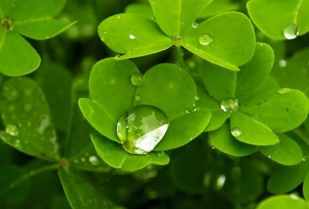 Зеленый цвет трилистника - цвет Ирландии