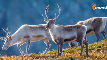 Mondi и WWF России: новое партнерство для сохранения дикого северного оленя