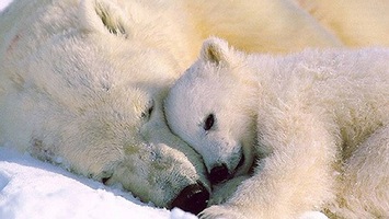 27 февраля отмечается Международный день полярного медведя (International Polar Bear Day)